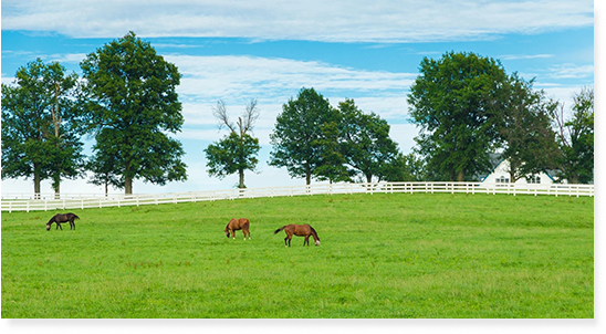 Two horses grazing in a field with trees.