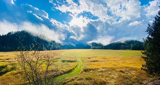 A field with grass and trees in the background