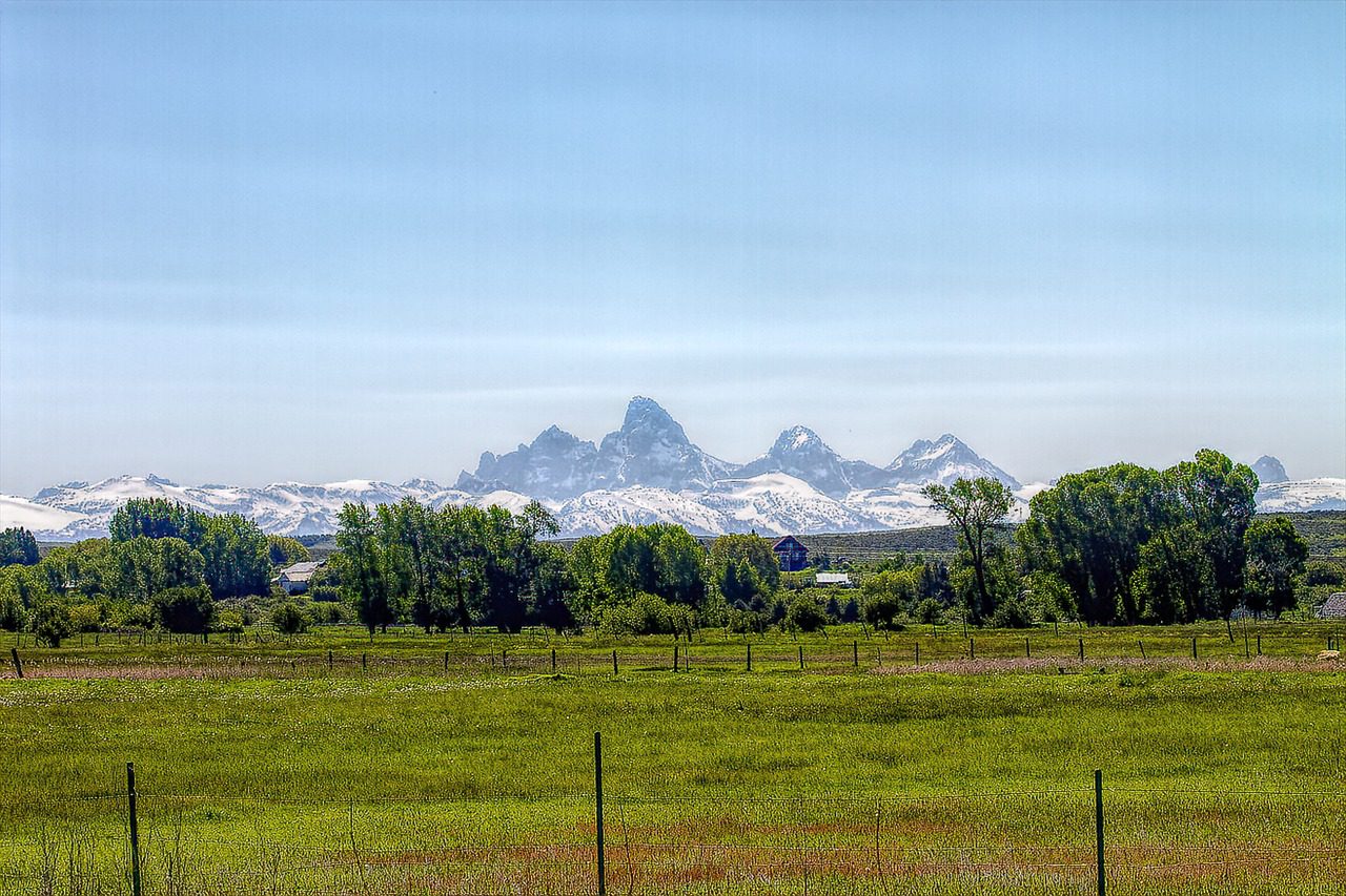 A field with trees and mountains in the background