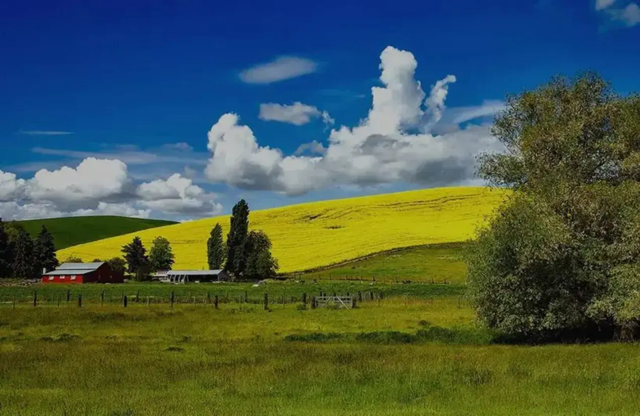 A field with trees and yellow flowers in the background.